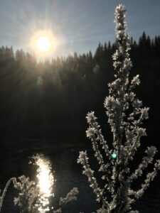 Isroser på busk, sol, skog og vatn