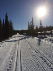 Oppkjørte skispor, strålende sol og granskog i fjellet