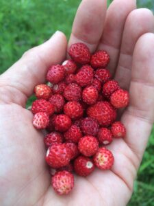 Markjordbær i en hånd