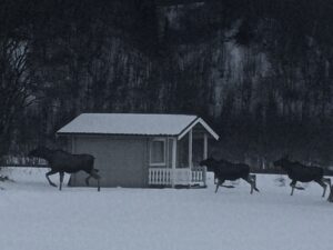 Elgku med to kalver løper forbi en av hyttene på Korgen Camping en vinterdag