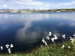 Blått fjellvatn og myrull mer Okstindene i bakgrunnen