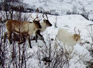 Tre reinsdyr vandrer i snø i krattskogen på fjellet